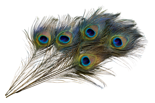 Peacock Feather Fan Set Isolated on Transparent Background