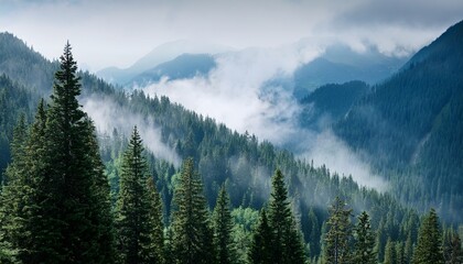 mountain landscape with tall evergreen trees and misty background