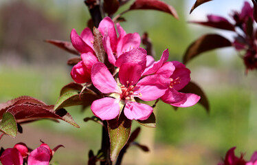 Inflorescence of pink flowers on the Kitayka apple tree in the sunlight on a spring day - horizontal color photo, close-up