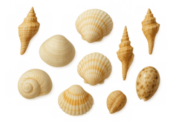 Diverse seashells displaying unique textures, shapes, and patterns against transparent background, highlighting marine ecosystem variety for graphic design applications