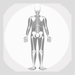 Human Anatomy Skeleton: A detailed illustration of the human skeletal system, providing an educational look at the anatomical structure from a rear view.