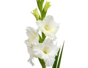  Single White Gladiolus Spike with Long Stem and Buds, Transparent PNG"