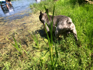 Dog walking near water on a sunny day