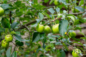 Apple Tree Branch with Green Apples and Leaves