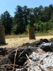 Fire pit with ash and logs in a sunny forest clearing