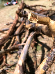 Stacked logs in a forest during daylight hours