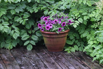 Flowers on the patio, Sainte-Apolline, Québec, Canada