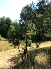 Young pine tree grows in sunny forest clearing during summer