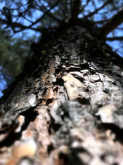 Tall pine tree trunk reaching towards a blue sky above