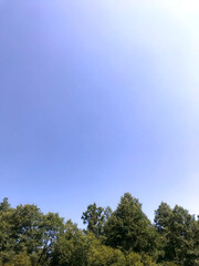 Clear blue sky overlooking lush green trees in daytime