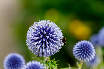 Blue Globe Thistle Flowers with Bumblebee
