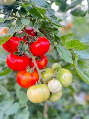 tomatoes on vine
