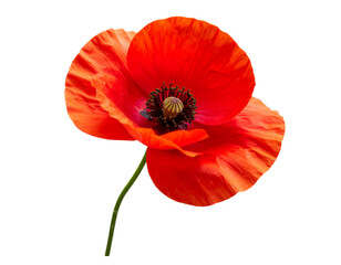Red Poppy Flower with Swaying Stem in Wind-Blown Style, Side View, isolated on a transparent background” 