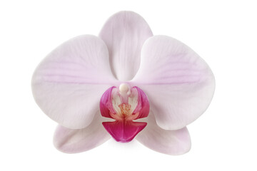 Obraz premium Blooming pink orchid flower against a transparent background, enhancing graphic design projects with its vibrant and delicate beauty