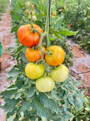 tomatoes on the vine