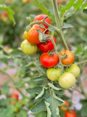 tomatoes in the garden