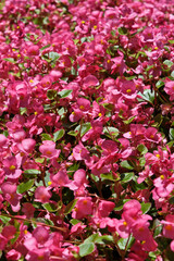 Colorful flowers on the flowerbed in the garden. Nature background. Floral background. Flowerbed with pink begonia flowers, closeup of photo
