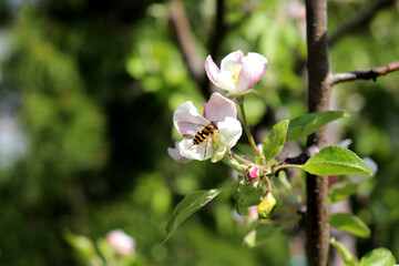 Hoverfly Syrphus ribesii on a white-pink apple blossom on a sunny spring day. Insects, pollination of fruit trees - color horizontal photo, close-up