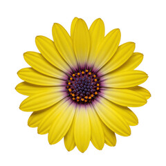 Obraz premium A single vibrant osteospermum flower with bright yellow petals and a deep dark purple and black center, isolated on a transparent background, top-down view, studio-lit with no shadows, pristine