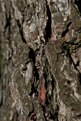 Bark of a tree in the forest. A drop of resin on the bark of a tree. Close-up.