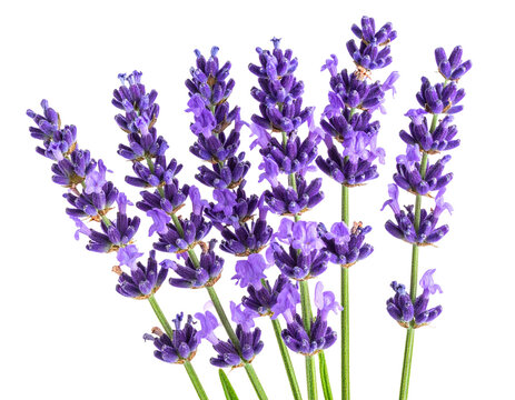 Single Fresh Lavender Stem with Blooming Purple Flowers, Side View, isolated on a transparent background”