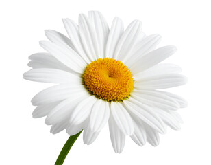 Fototapeta premium Single White Daisy Flower with Yellow Center, Side Profile Angle, isolated on a transparent background”