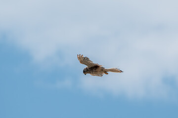 Fototapeta premium Common kestrel, Falco tinnunculus, hovered in the air in search of prey