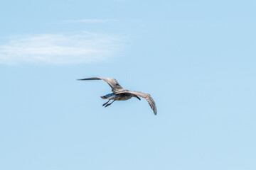 Sea gull in the clear blue sky.