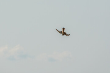 Common kestrel, Falco tinnunculus, hovered in the air in search of prey