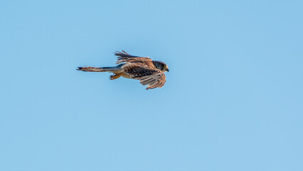 Common kestrel, Falco tinnunculus, hovered in the air in search of prey