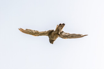 Common kestrel, Falco tinnunculus, hovered in the air in search of prey