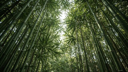 Lush Green Bamboo Forest Canopy: Upward View of Tall Stalks and Leaves Bathed in Natural Light