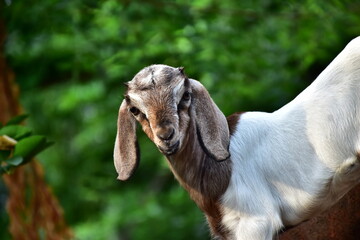 Curious Goat Kid

Portrait of a Young Goat

Sweet Baby Goat

Farm Life: A Young Goat's...