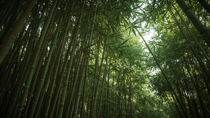 Lush Green Bamboo Forest with Sunlight Filtering Through Dense Stalks and Leaves