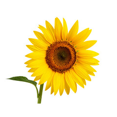 Bright Sunflower with Long Stem Leaning Left, isolated on a transparent background” 