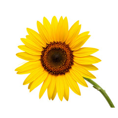 Fototapeta premium Bright Sunflower with Long Stem Leaning Left, isolated on a transparent background” 