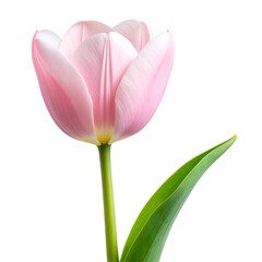 Naklejka premium Single Pink Tulip with Curved Stem in Minimalist Style, isolated on a transparent background” 