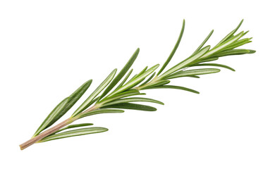 Fototapeta premium Fresh rosemary sprig isolated on white background