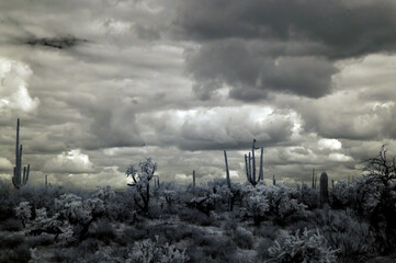 Sonoran Desert Arizona in Infrared