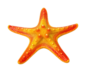 Vibrant orange and yellow starfish with bumpy texture on black