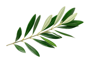 Olive branch with lush green leaves