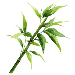 Fototapeta premium Bamboo stalk with green leaves watercolor painting, natural plant illustration with fresh and vibrant colors