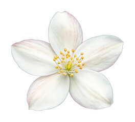 Close-up of a white jasmine flower with yellow stamens