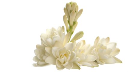 beautiful tuberose flower clipart isolated on white background, png, ai generated.