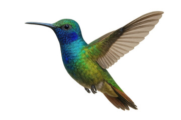 Green-crowned woodnymph hummingbird with iridescent plumage hovering with open wings, isolated on transparent background