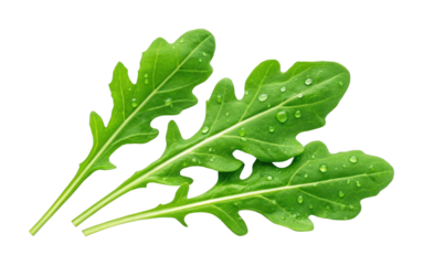 Fresh green arugula leaves with water droplets on surface