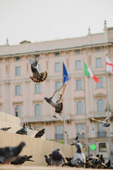 Pigeons on the monument in the metropolis