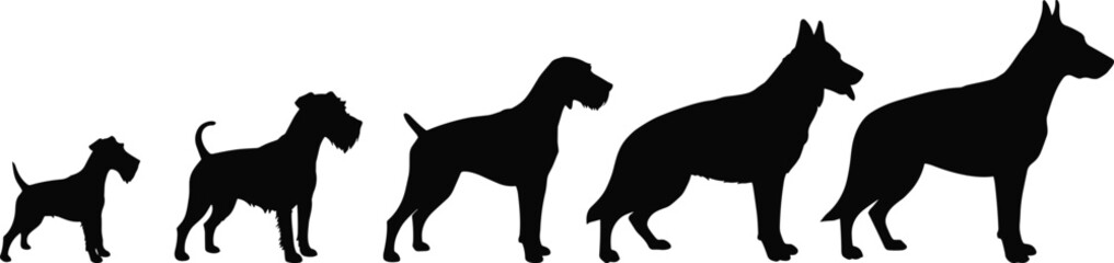 Silhouettes of five dog breeds side by side, arranged by size, black pet vector illustration showing breed diversity and profile