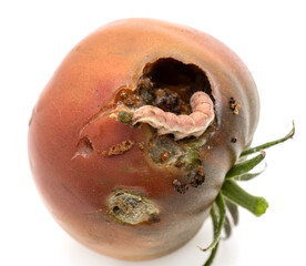 A tomato with a hole in it and a bug inside