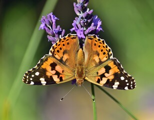 Distelfalter (Vanessa cardui) auf Lavendel	